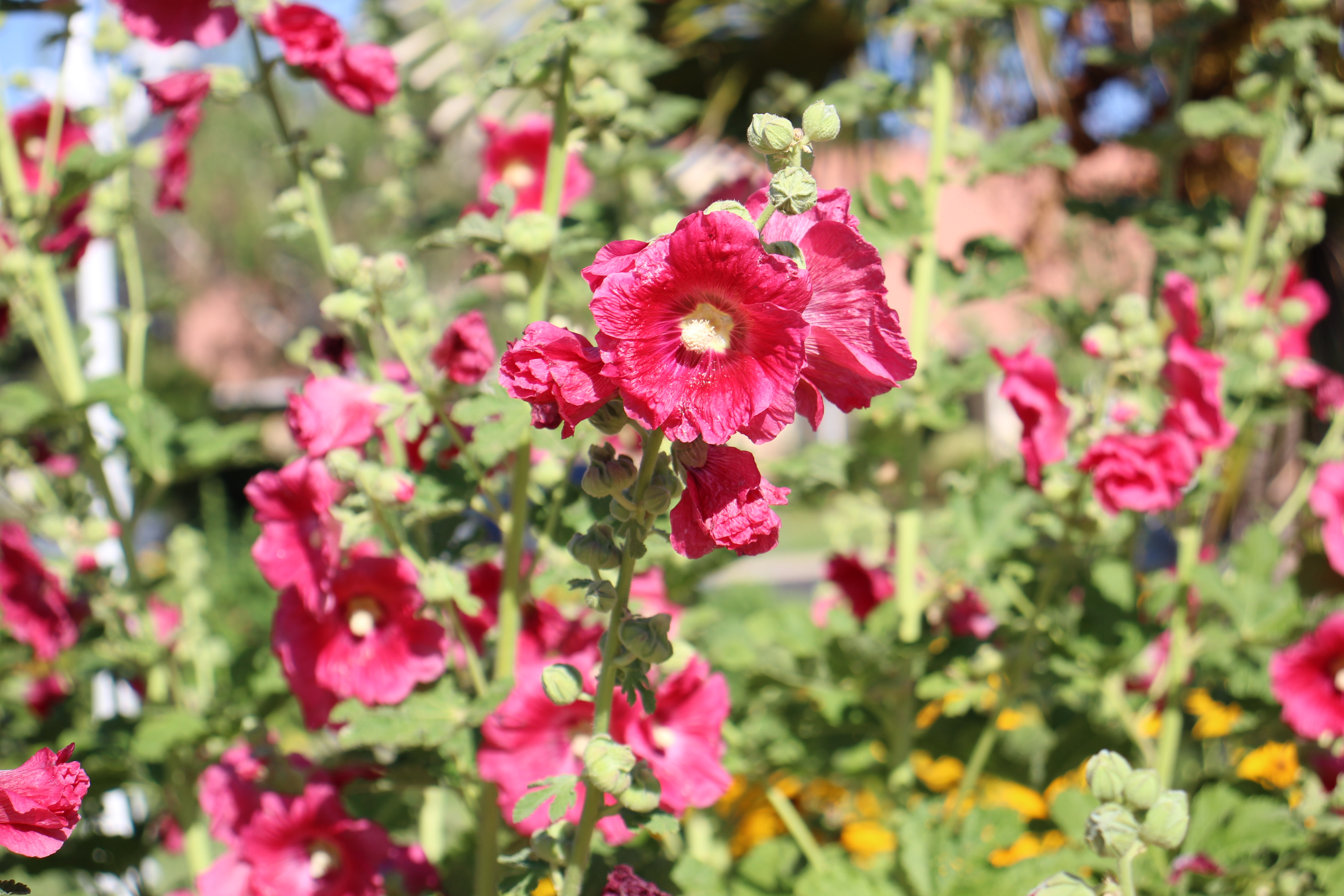 Picture of Hollyhocks