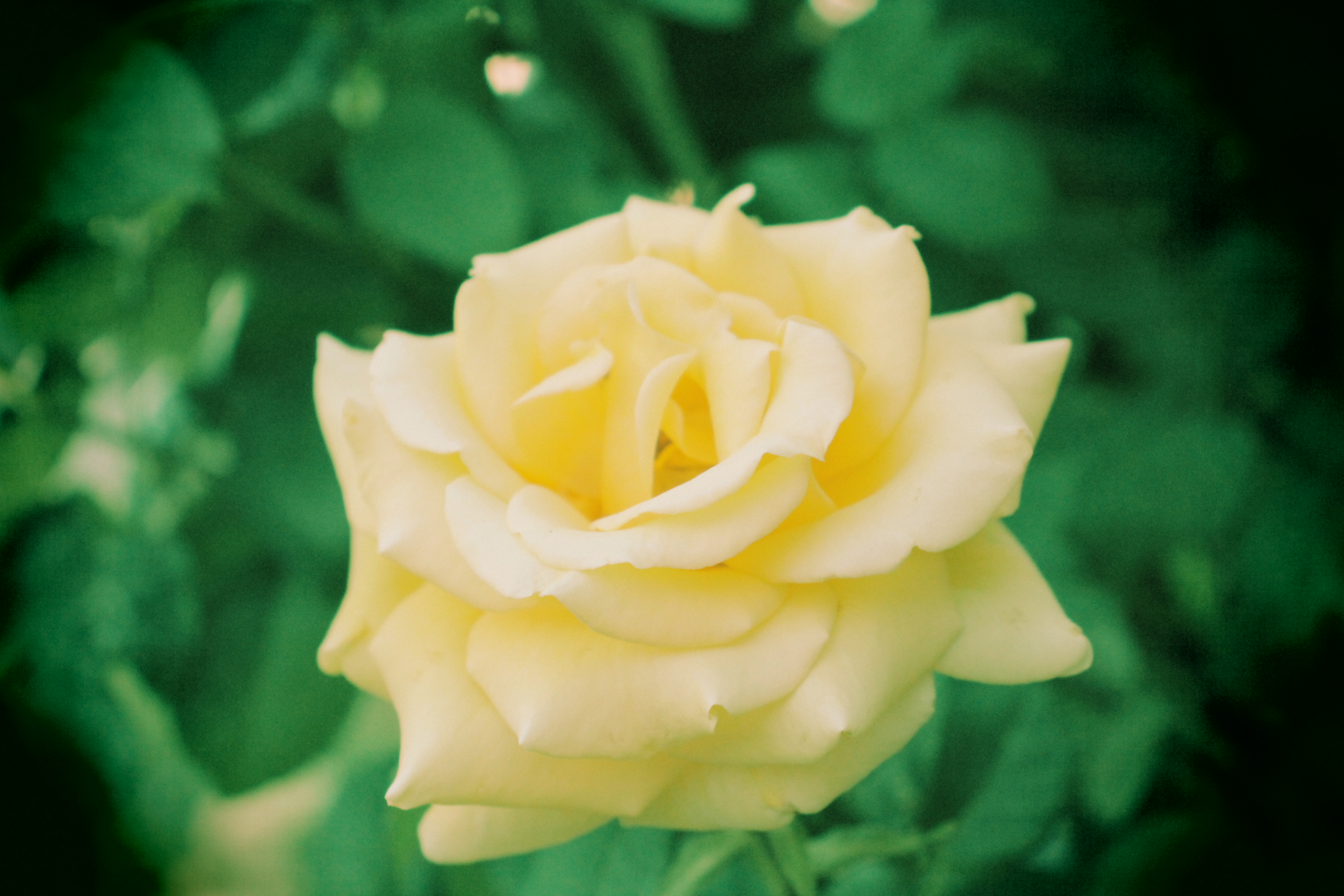 Picture of Yellow Rose