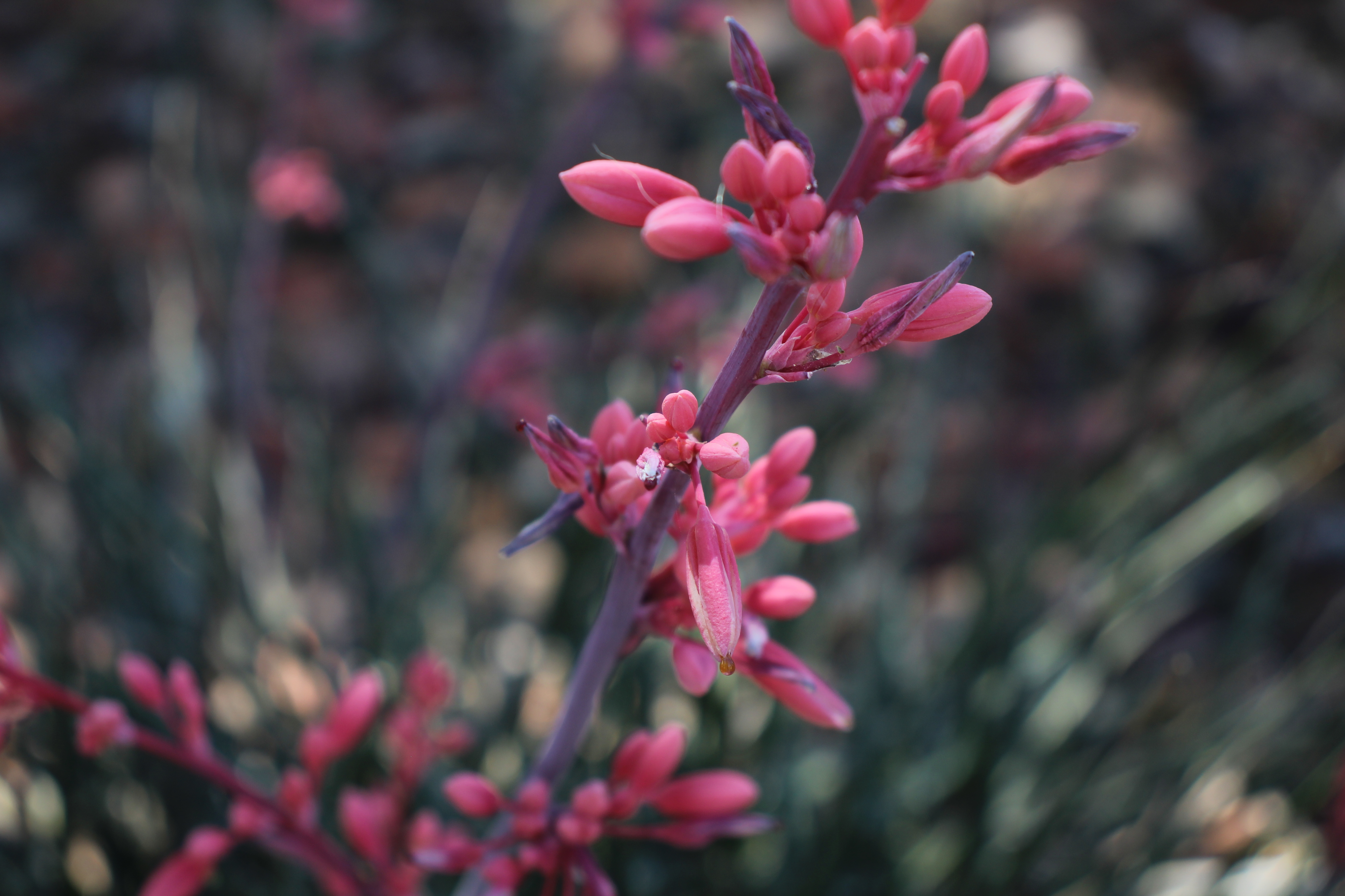 Picture of Pink Flower