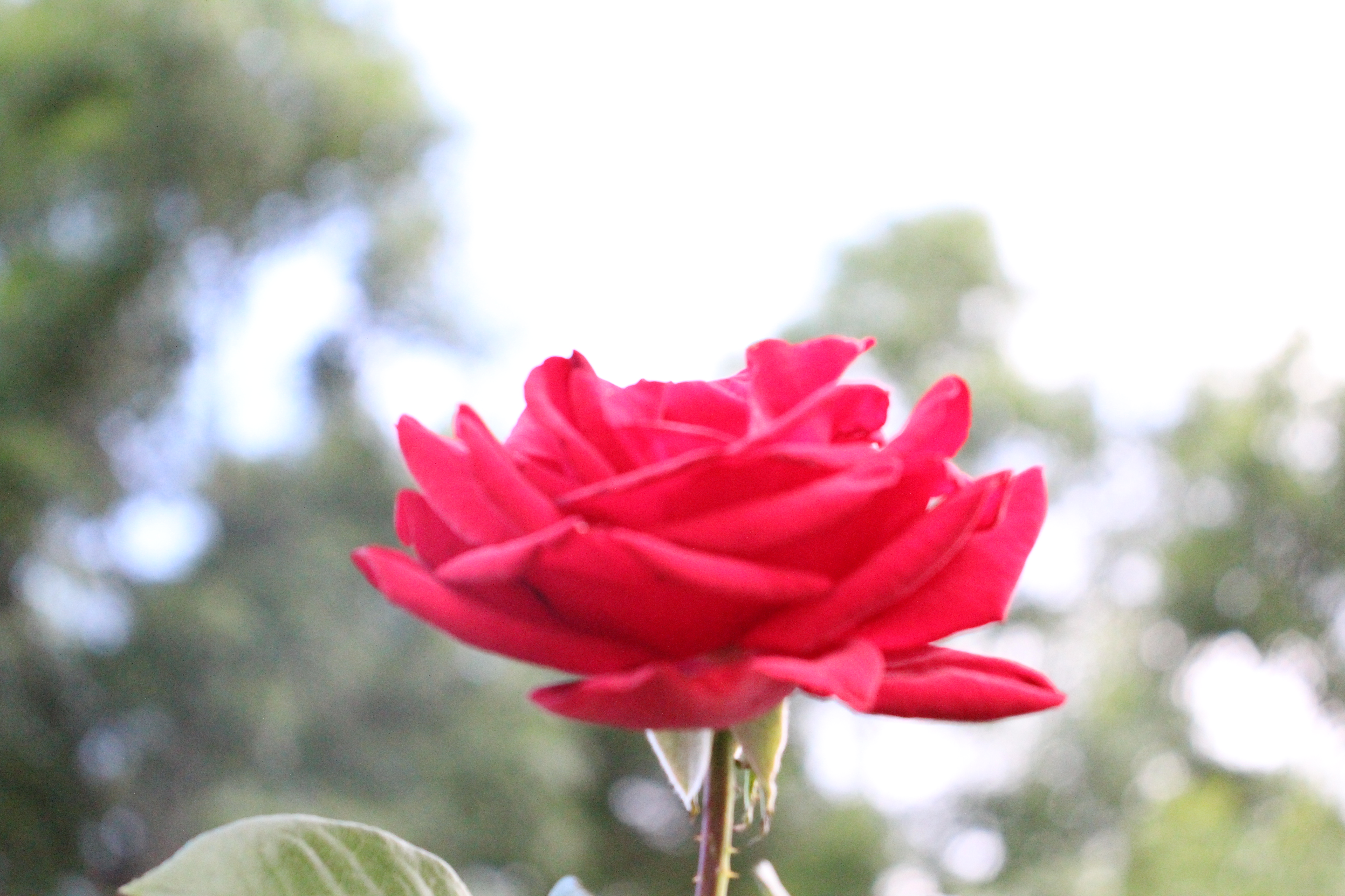 Picture of Red Rose