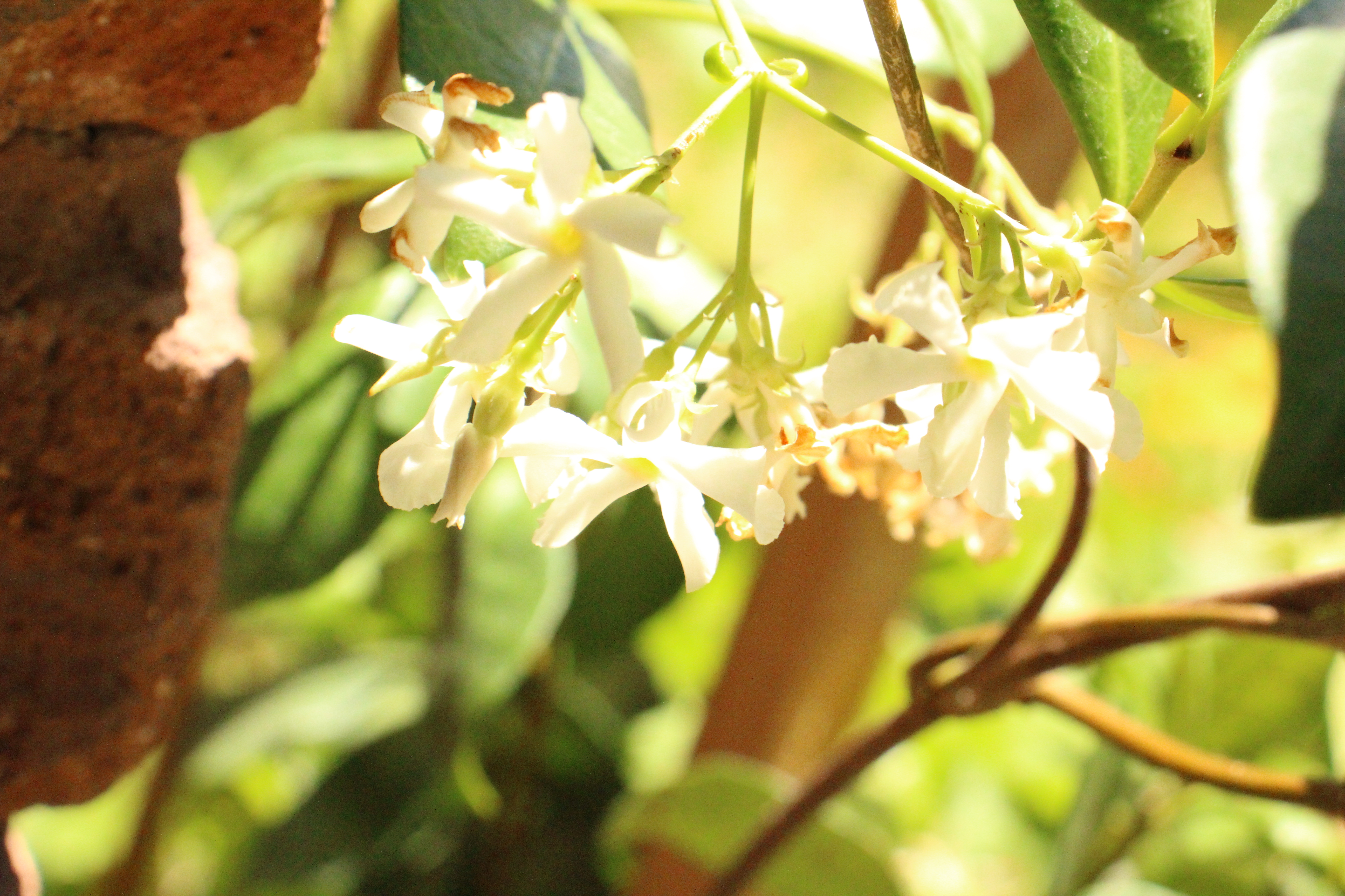 Picture of Jasmine flower