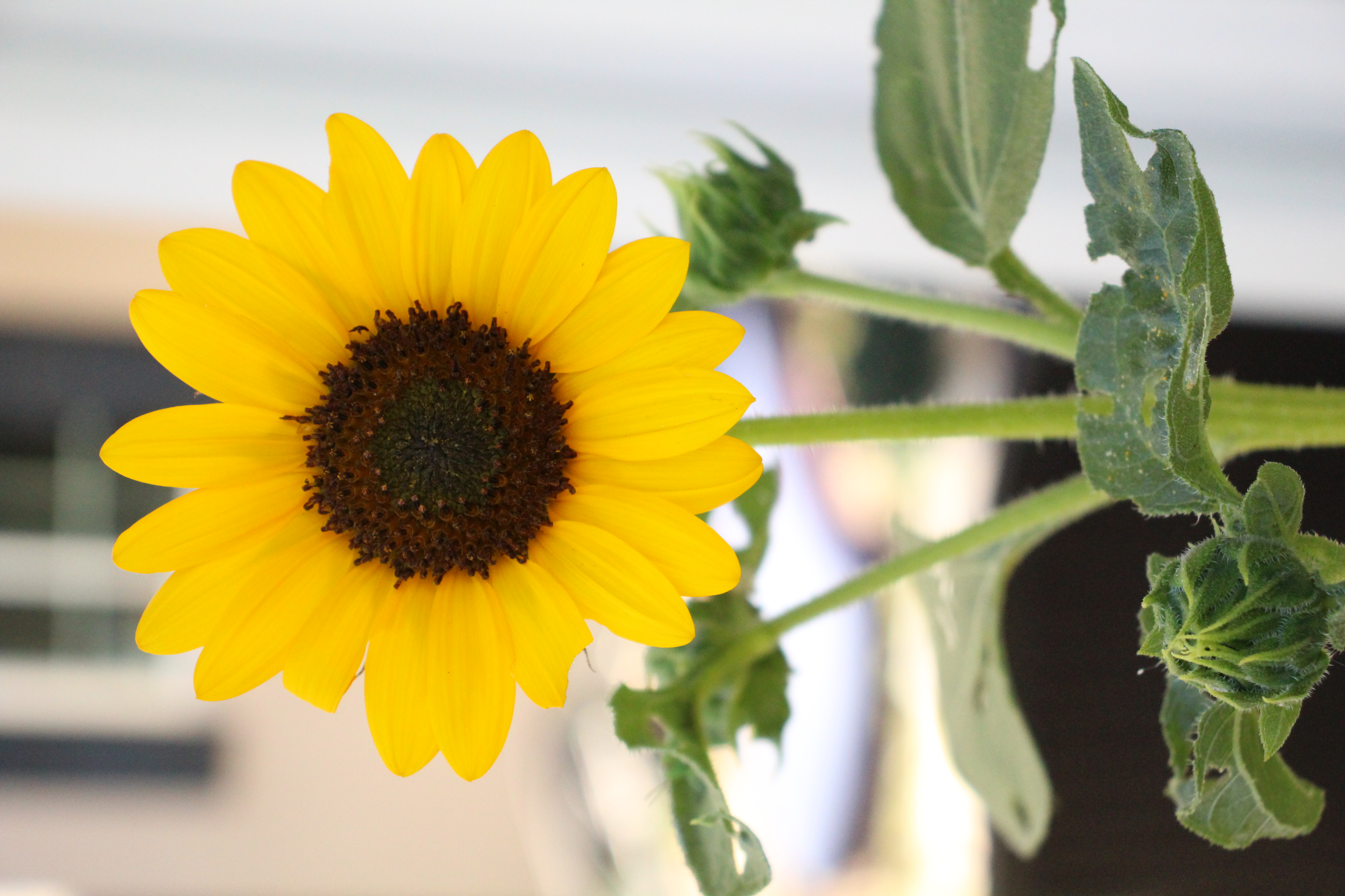 Picture of Sunflower