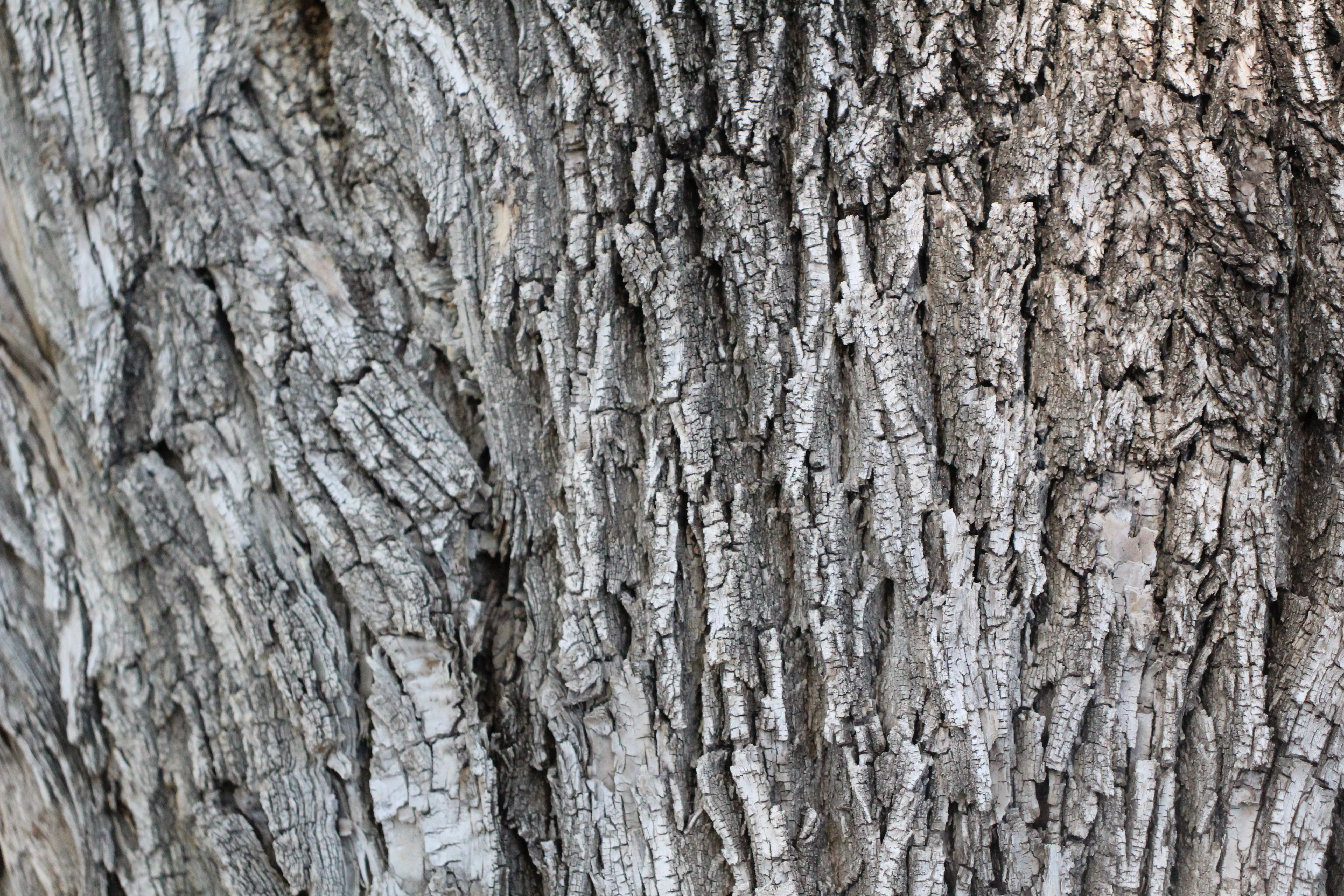 Picture of oak wood