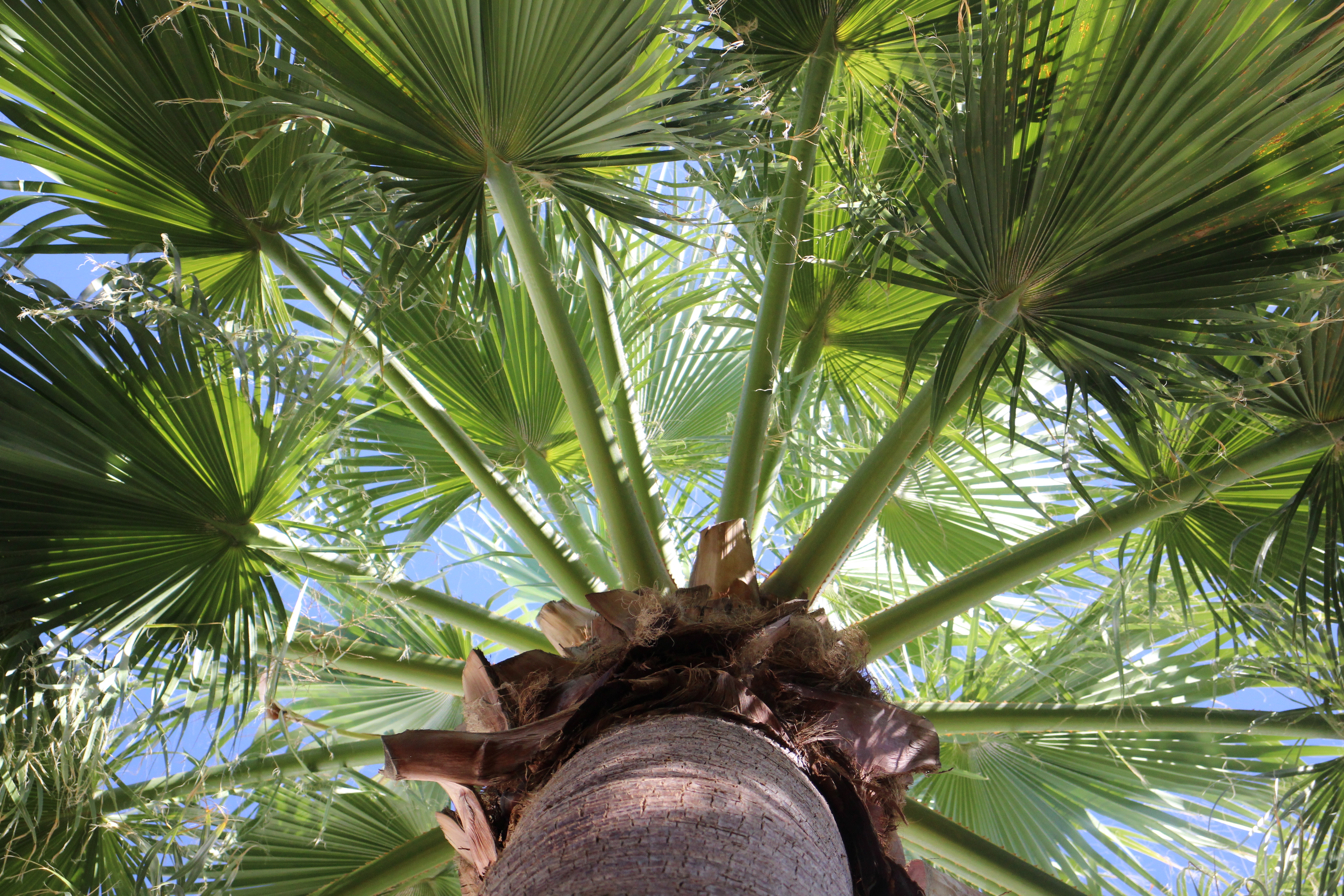 Picture of below view of palm tree