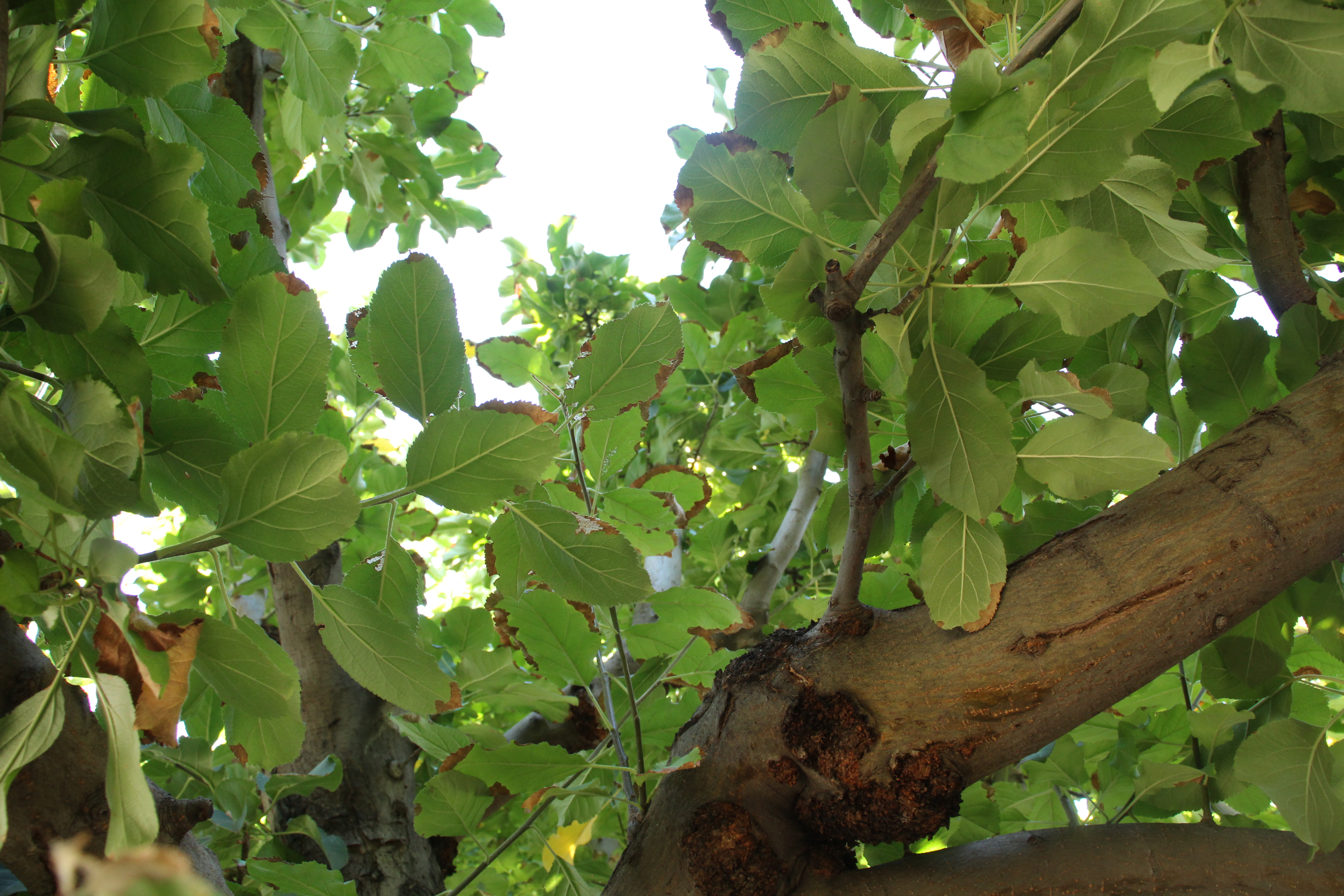 Picture of below view of apple tree border